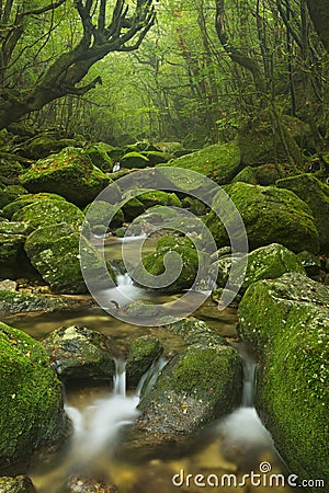 River along Shiratani Unsuikyo trail on Yakushima, Japan Stock Photo